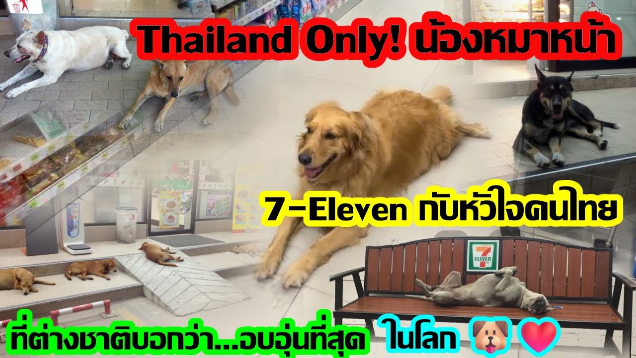 Thailand Only! น้องหมาหน้า 7-Eleven กับหัวใจคนไทย ที่ต่างชาติบอกว่า...อบอุ่นที่สุดในโลก 🐶❤️