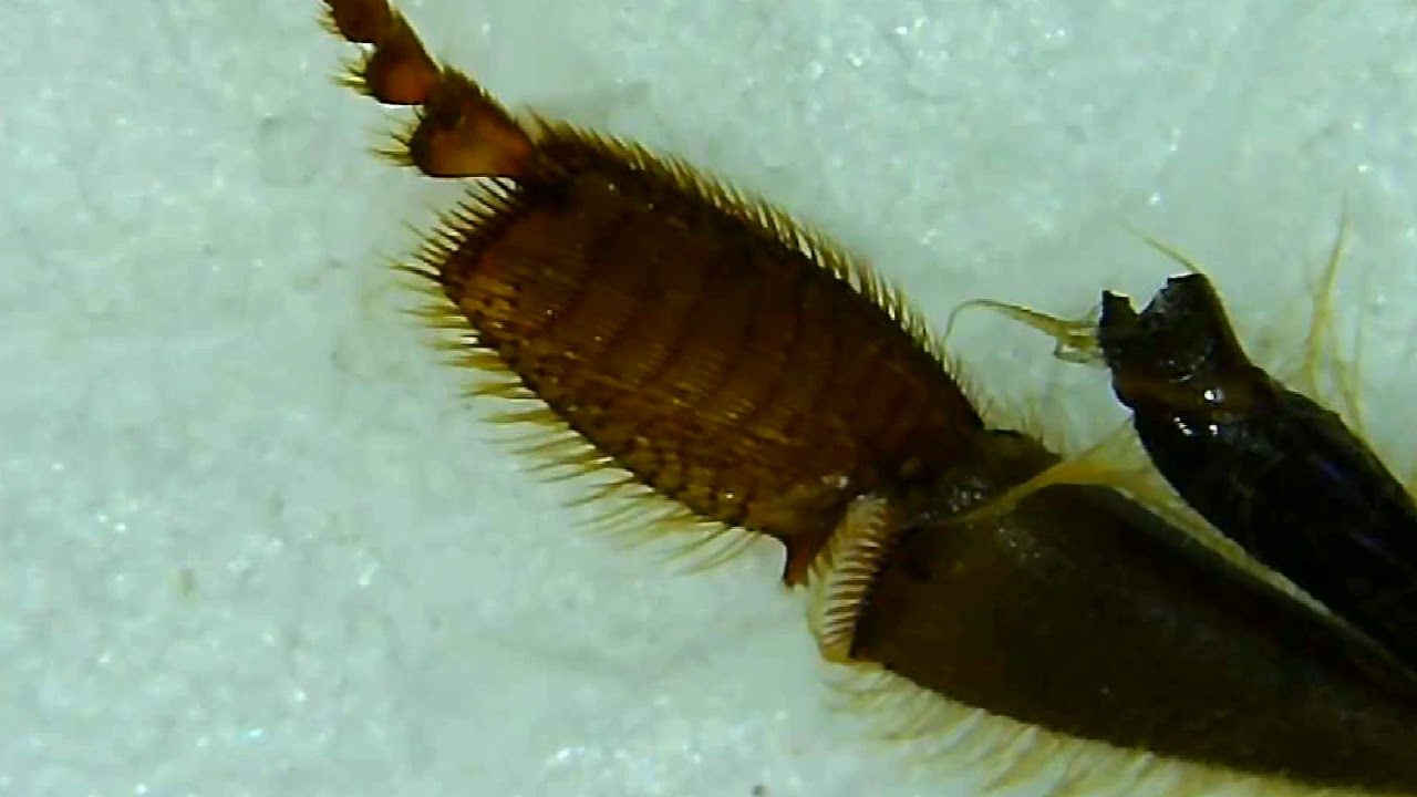 Honey Bee Back Leg Pollen Press Action