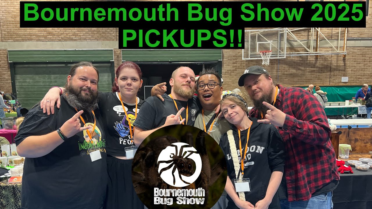 Bournemouth Bug Show 2025 PICKUPS!!