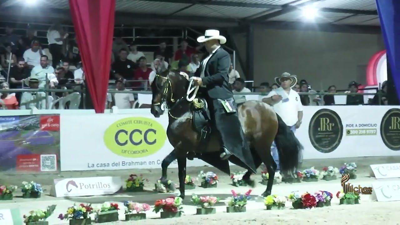 TROYANO DE NIZA, PRIMER PUESTO CABALLOS DE 48 A 60 MESES P3 LOS POTRILLOS MONTERÍA GRADO B 2026