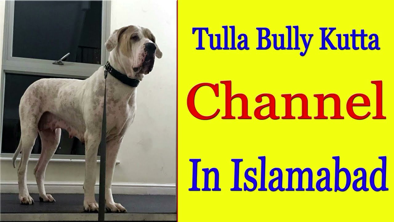 Pure Pakistani Tulla Bully Kutta Channel By Bully Kutta Youtube Chennel @Nafa TV HD