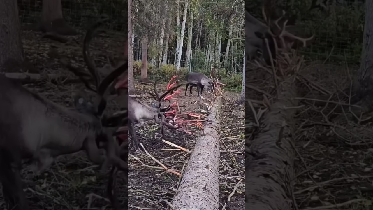 Dlaczego ten jeleń krwawi celowo!
