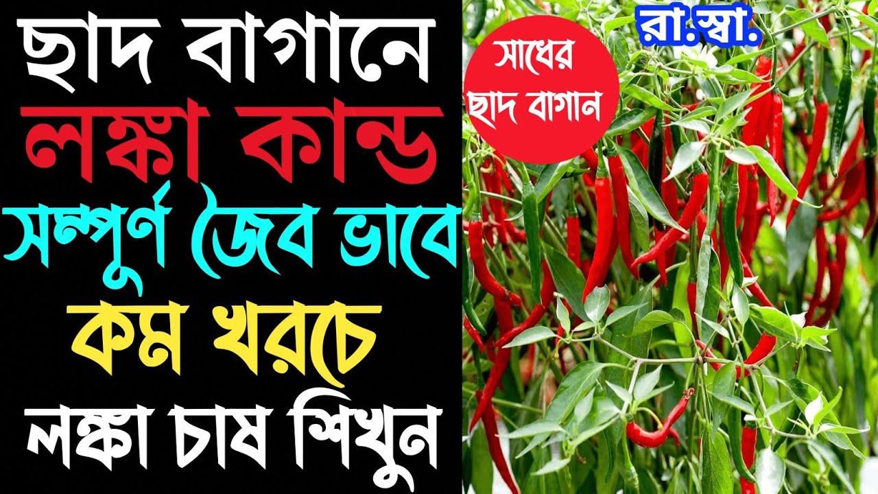 কমখরচে জৈব ভাবে লঙ্কা চাষ করুন,সারা বছর প্রচুর লঙ্কা পাবেন How to get lot's of chilli by organic way