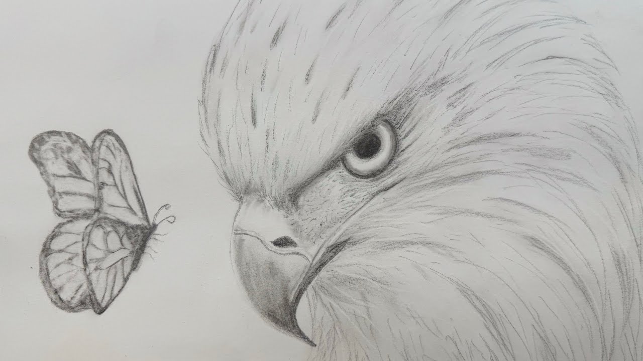 How to draw The Eagle #eagle #eagles #art Hawk #Sketch #drawing #artwork  #shortvideo #shorts #birds