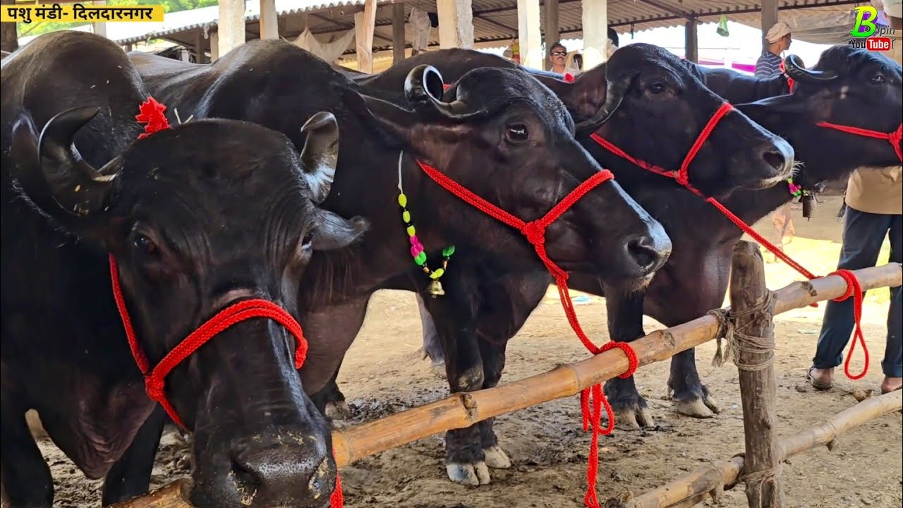 #दिपावली से पहले दिलदारनगर के पशु मंडी मे यह सब भैंस बिकाऊ है | Buffalo Market in U.P | Bhains Mandi