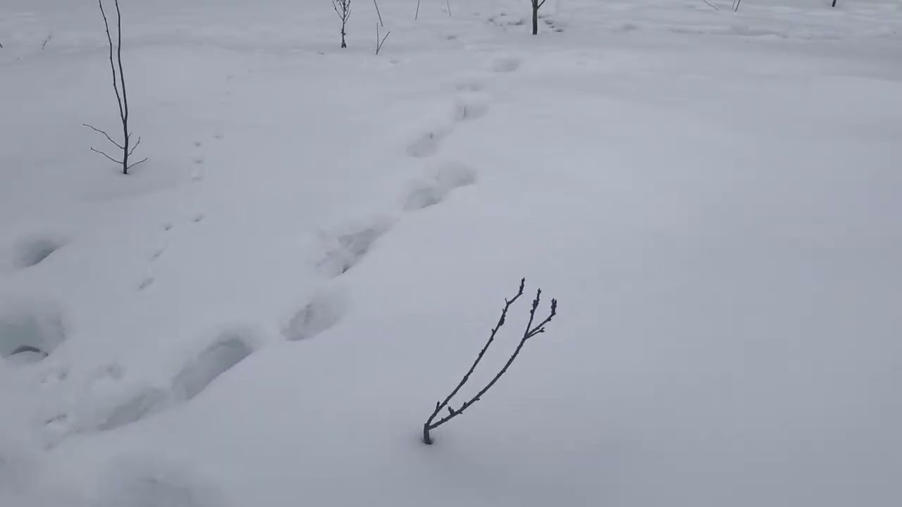 Трошки провіряю сад чи були зайці
