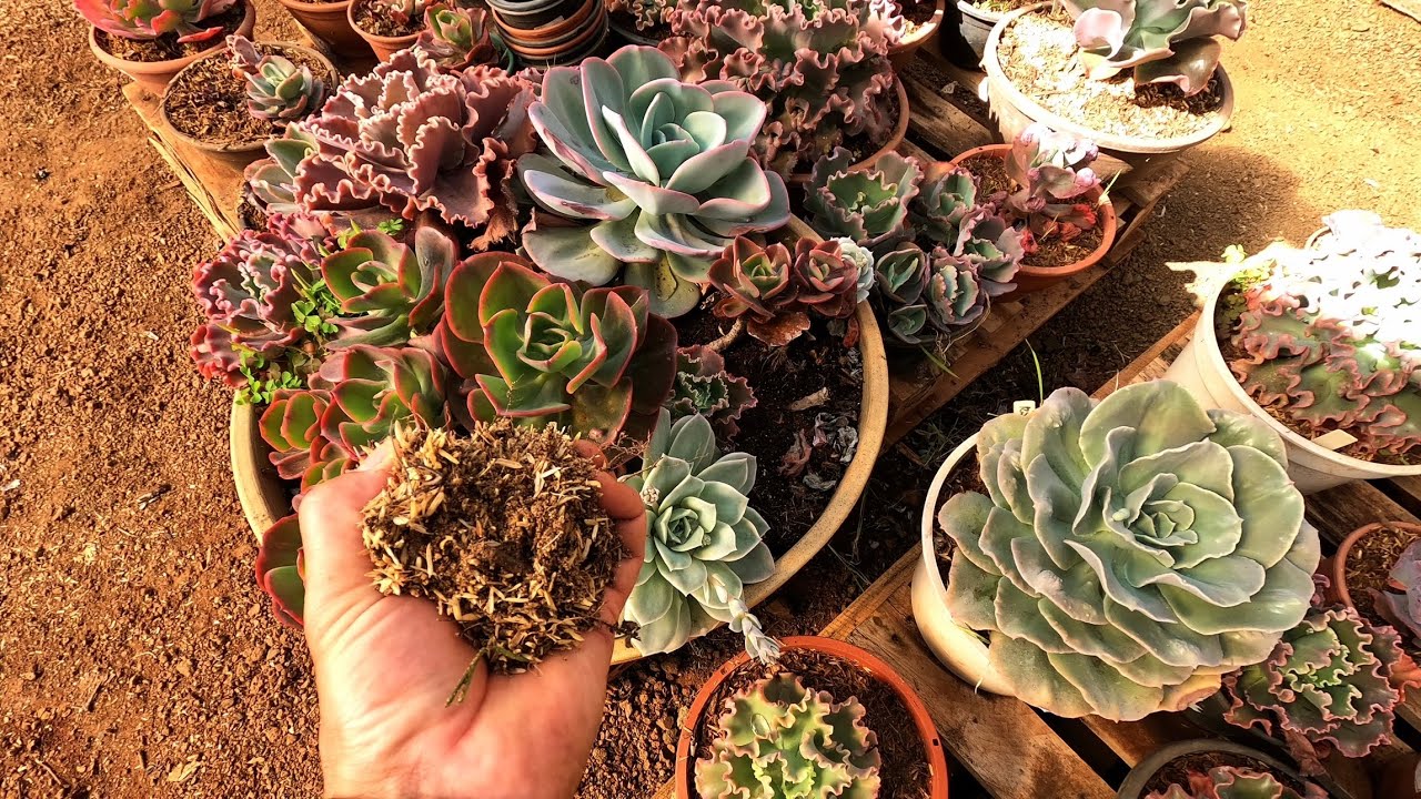 Replante ÉPICO, A super cuia de suculentas ganhou vida nova! 🌵💚