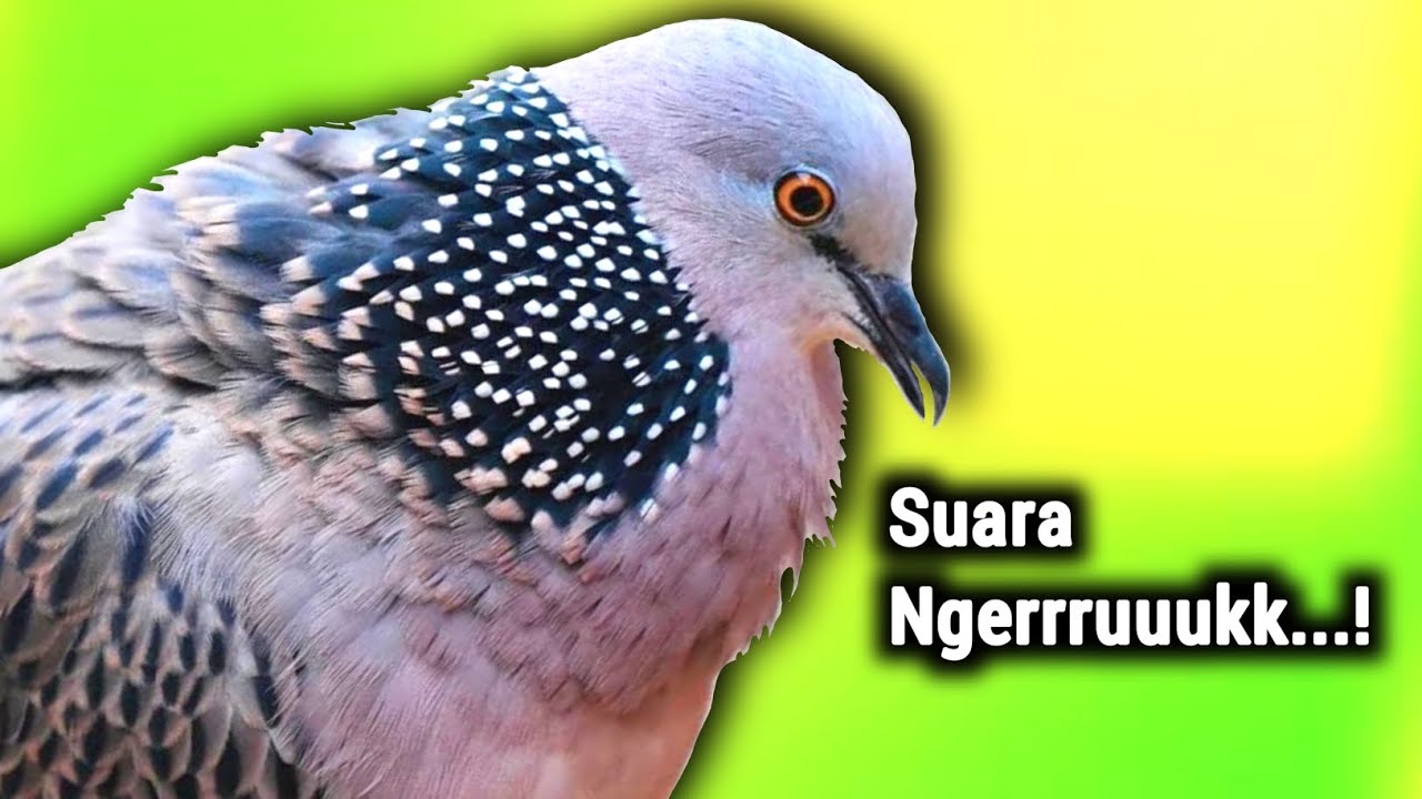 Pikat Tekukur Gacor Memanggil Teman Suara Keras Dan Jernih 💯% Langsung Nyaut...!