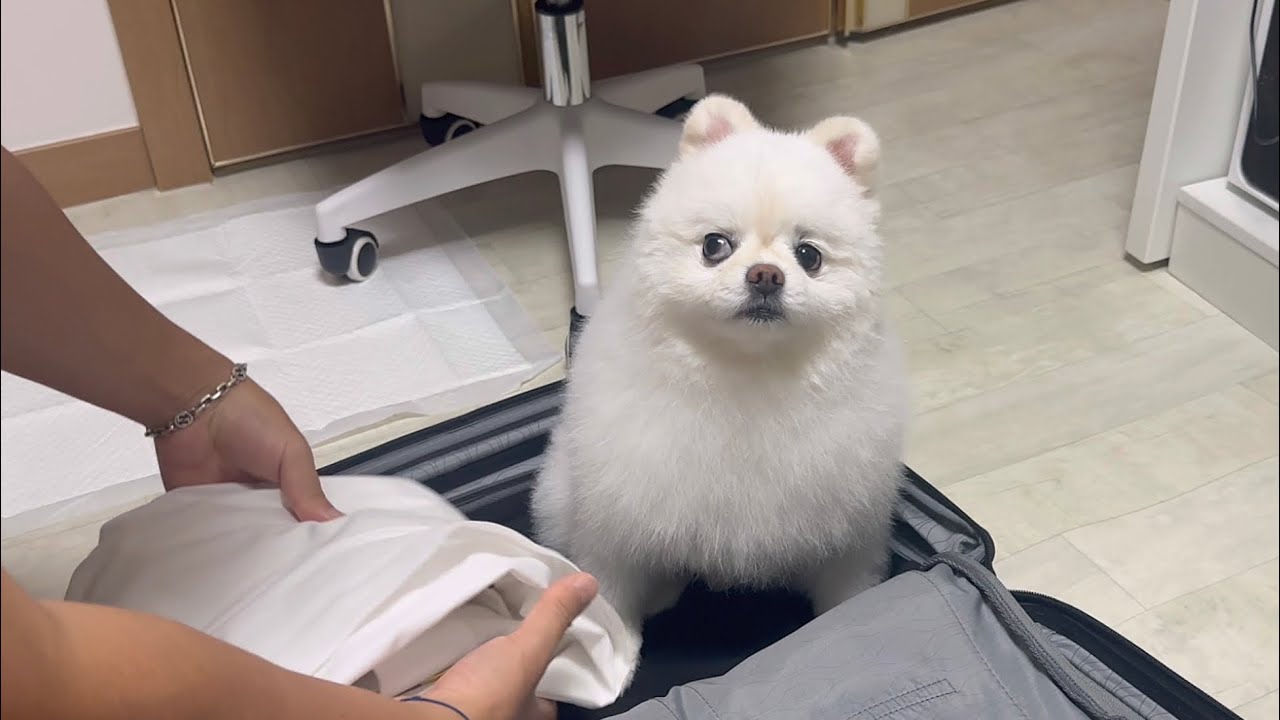 부산 출장가는 큰형 따라가려고 떼쓰는 뚜비ㅠㅠ