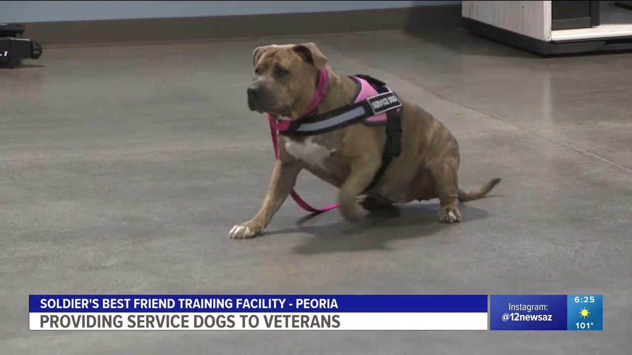 KPNX 12 News at 6:00 pm Pet for Vets June 29, 2023