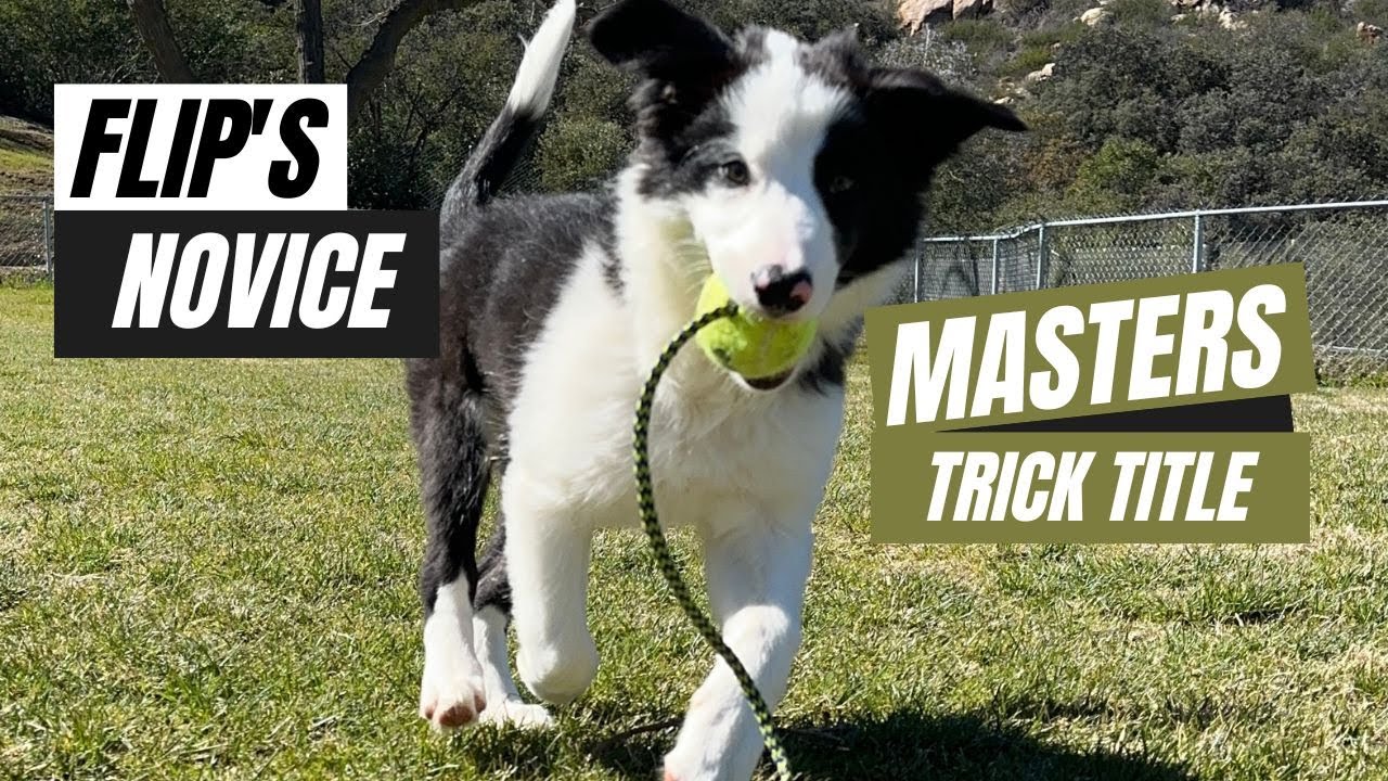 Flip's Novice Master Trick Dog Title