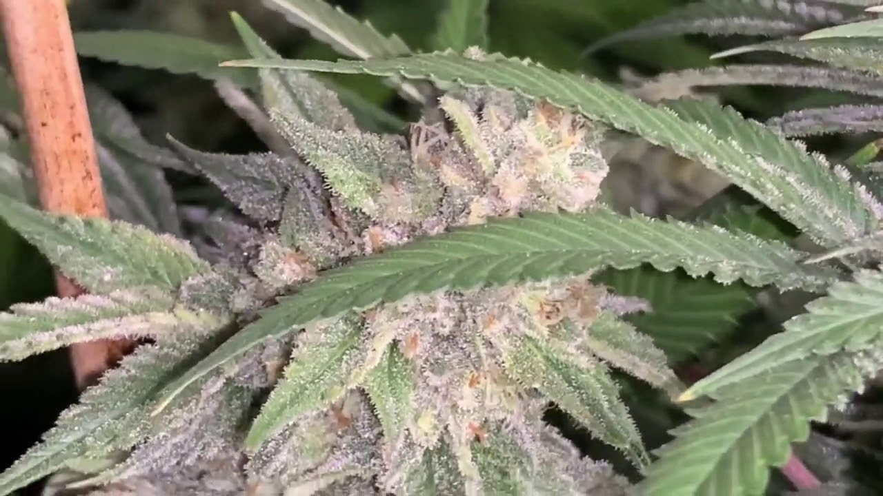 Peg City Cannabis In the Flower Room with TNB Naturals Gelato Pheno #4 Canuk Seeds Day 55 Flower