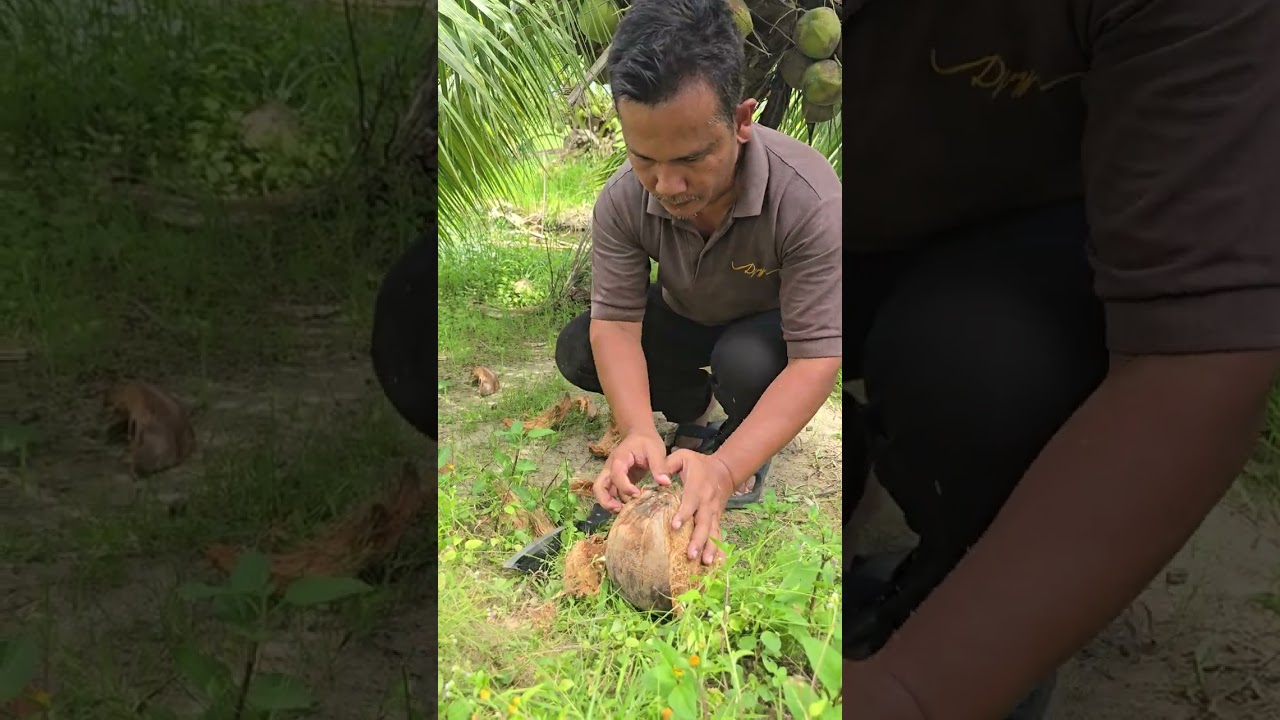Kelapa Gurih Manis