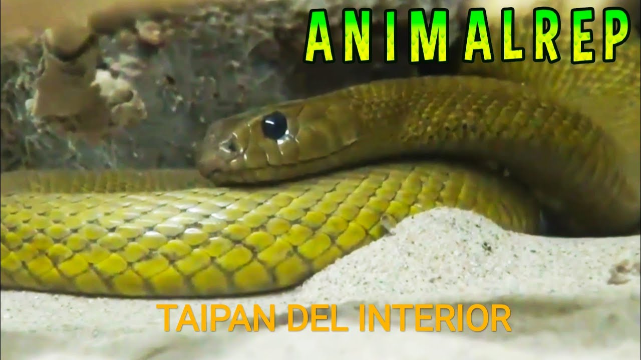 LA TAIPAN DEL INTERIOR (Oxyuranus microlepidotus)