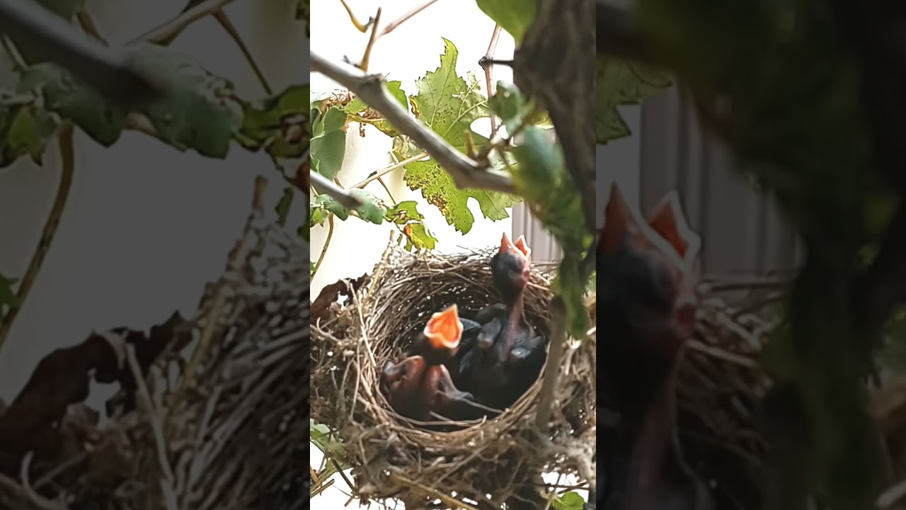 Review baby bird in nest with nature p96- mother birds brings food to feed her babies 