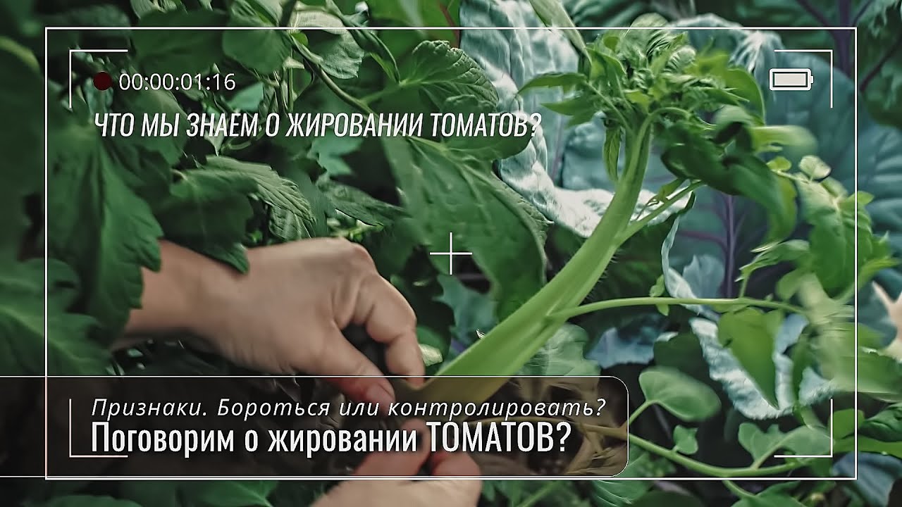 Жирование томатов, что мы о нем знаем? Много, что собрали из разных видео за 2025 год (ЮФО)