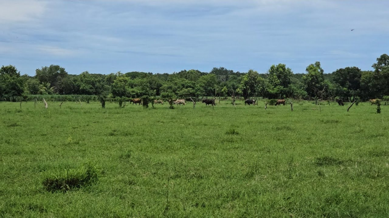 Terrenos ala venta serca de carasucia a 4 minutos de la carretera 🤗🤗🤗