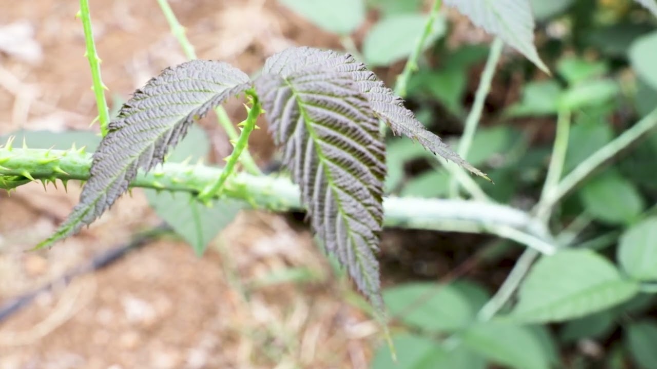 Principales enfermedades limitantes en el cultivo de la mora #SomosUNAL