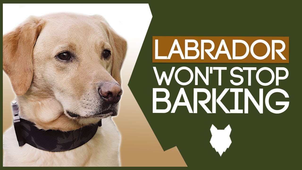 LABRADOR TRAINING TIPS! How to Stop Your Labrador From Barking!