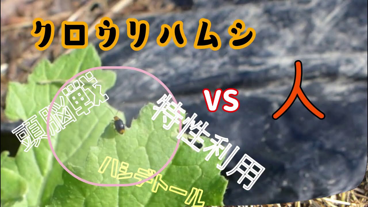 家庭菜園向けクロウリハムシの耕種的防除、無農薬で楽に駆除できる方法の模索。