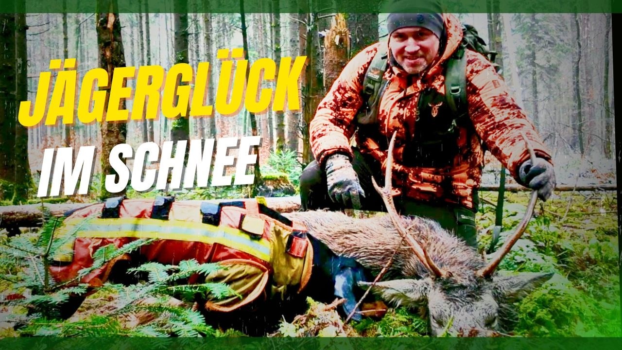 Jagderfolg bei der Dr&uuml;ckjagd - Abschusshirsch erlegt
