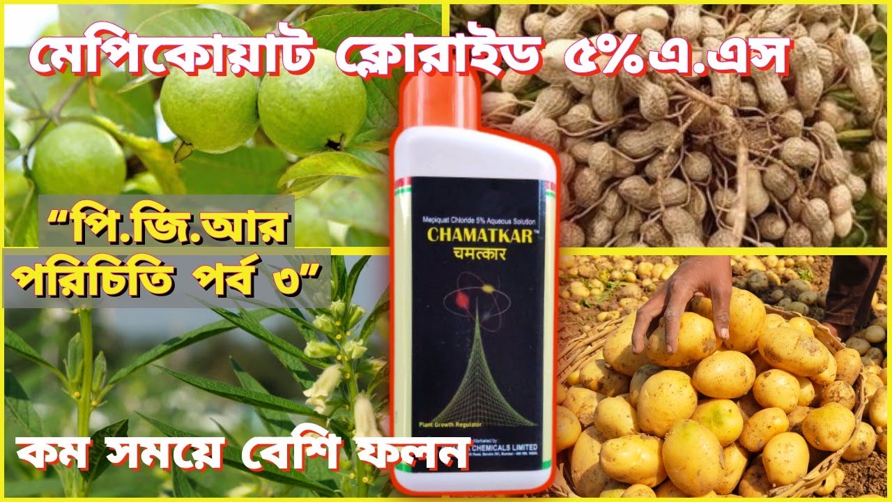 chamatkar | PGR| মেপিকোয়াট ক্লোরাইড ৫%এ.এস কিভাবে এবং কোন সময় ব্যবহার করবেন।
