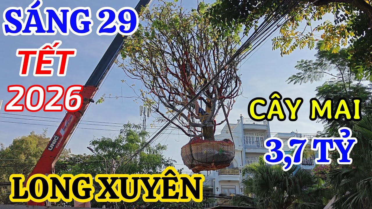 Quang cảnh mua bán buổi sáng ngày cuối năm Ất Tỵ sao thấy lưa thưa và cây mai 3 tỷ 7 đã được đem đi