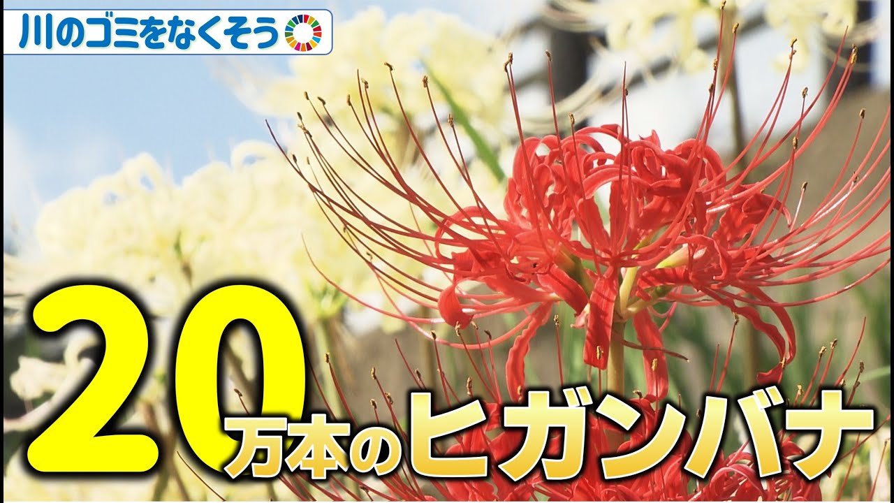 20万本咲き乱れる ヒガンバナの名所｜福山市神辺町｜地球派宣言