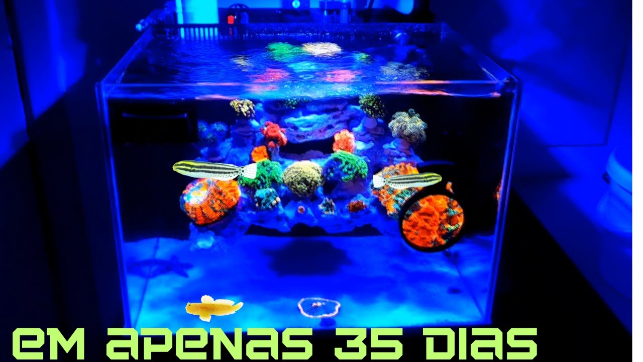 Após 35 dias - Primeiros Peixes !  Montagem de um Nano Reef com layout suspenso - Parte 3/3