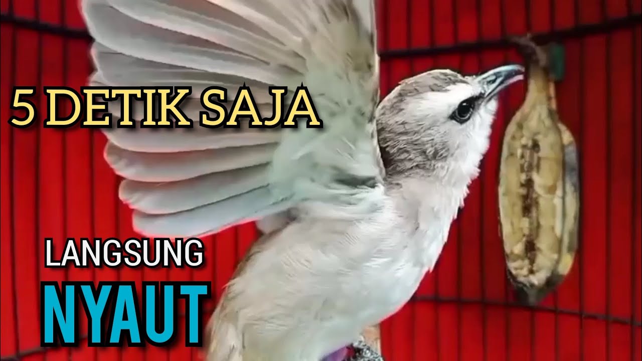 Trucukan Bahan Trucuk Ombyokan PAUT BISU PASTI BUNYI DENGAR SUARA TRUCUK GACOR NGALAS NGROPEL INI ‼️