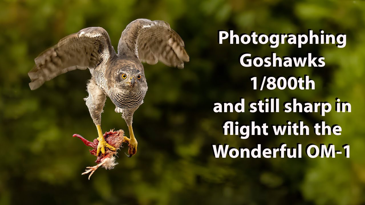 Photographing Goshawks at Hides de Calera, Spain. Flight shots with OM1 and 100-400mm lens. Part 3.
