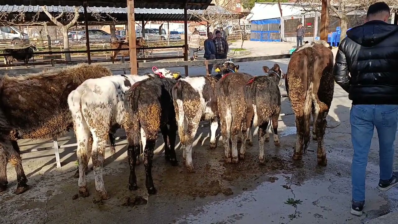 Canlı hayvan pazarı Acıpayam da bugün yeniden açıldı. 