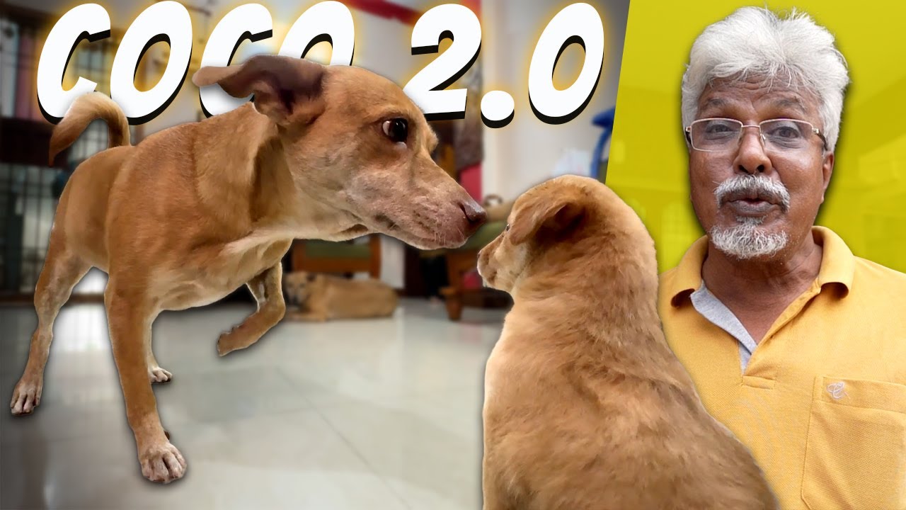 Welcome Home COCO 2.0 🐶😍| From Garbage to Forever Home Story! ❤️