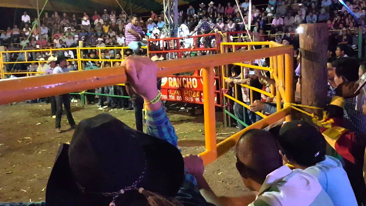 Rancho La Poza, Toro "911", Santa Ana Tavela 2015
