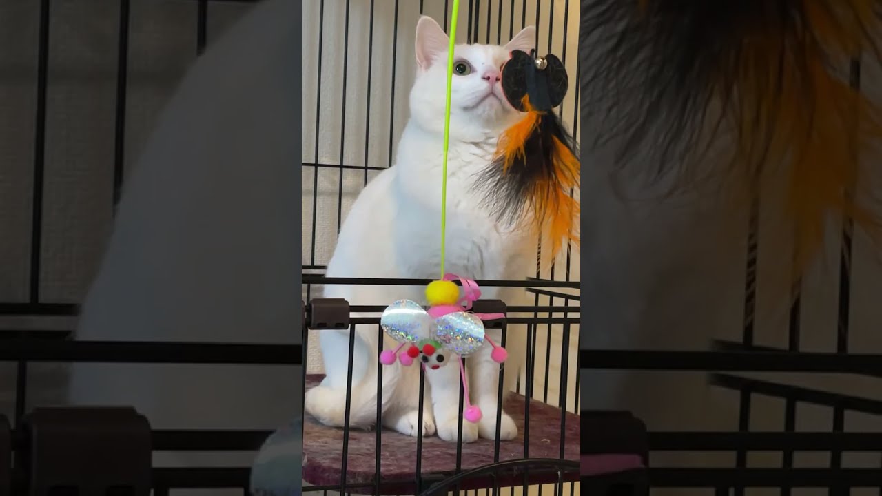 にび猫Live🐾 2026-2-20