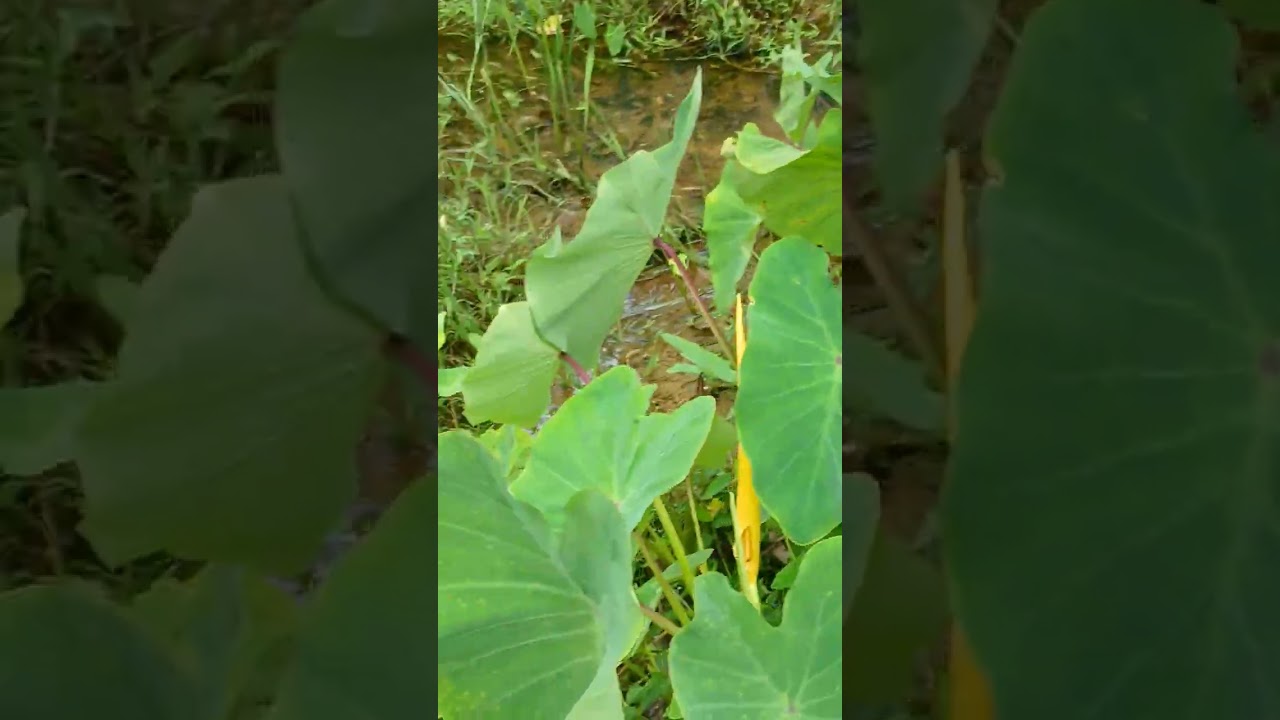 തുമ്പികളെയുംകാണാംകുറച്ചു നാട്ടുവിശേഷങ്ങളും കേൾക്കാം