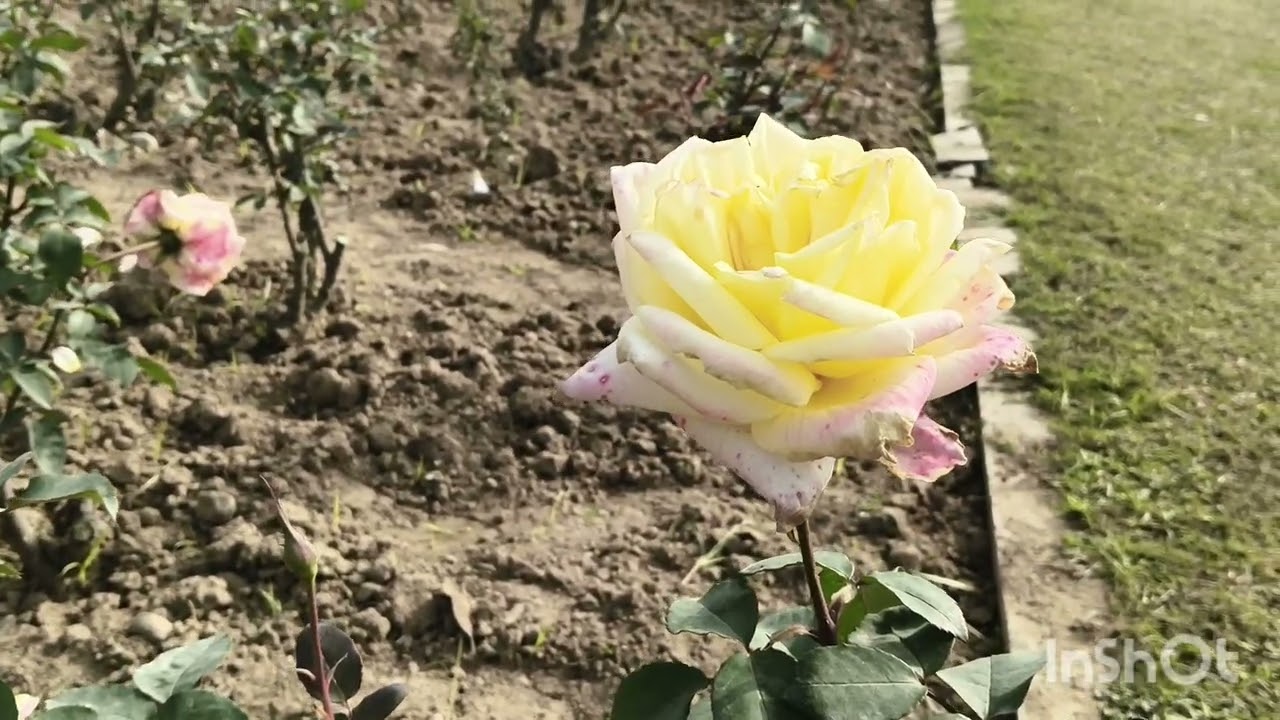 #At Chandigarh Rose garden 🌹