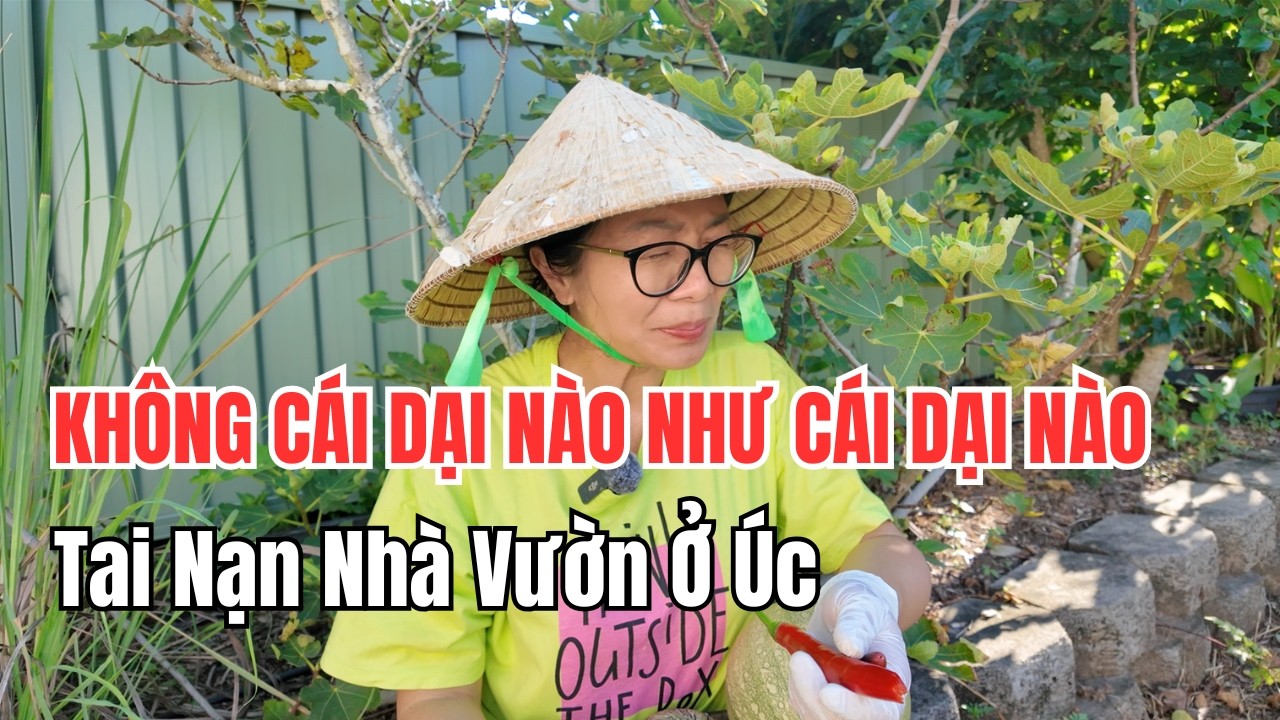 Cuộc Sống Úc - Thu Hoạch Rau Vườn, Bí Ngòi - Ăn Thử Trái Ớt Tưởng Ngọt Và Cái Kết 🌶️🔥