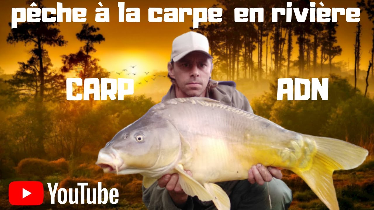 pêche à la carpe en rivière