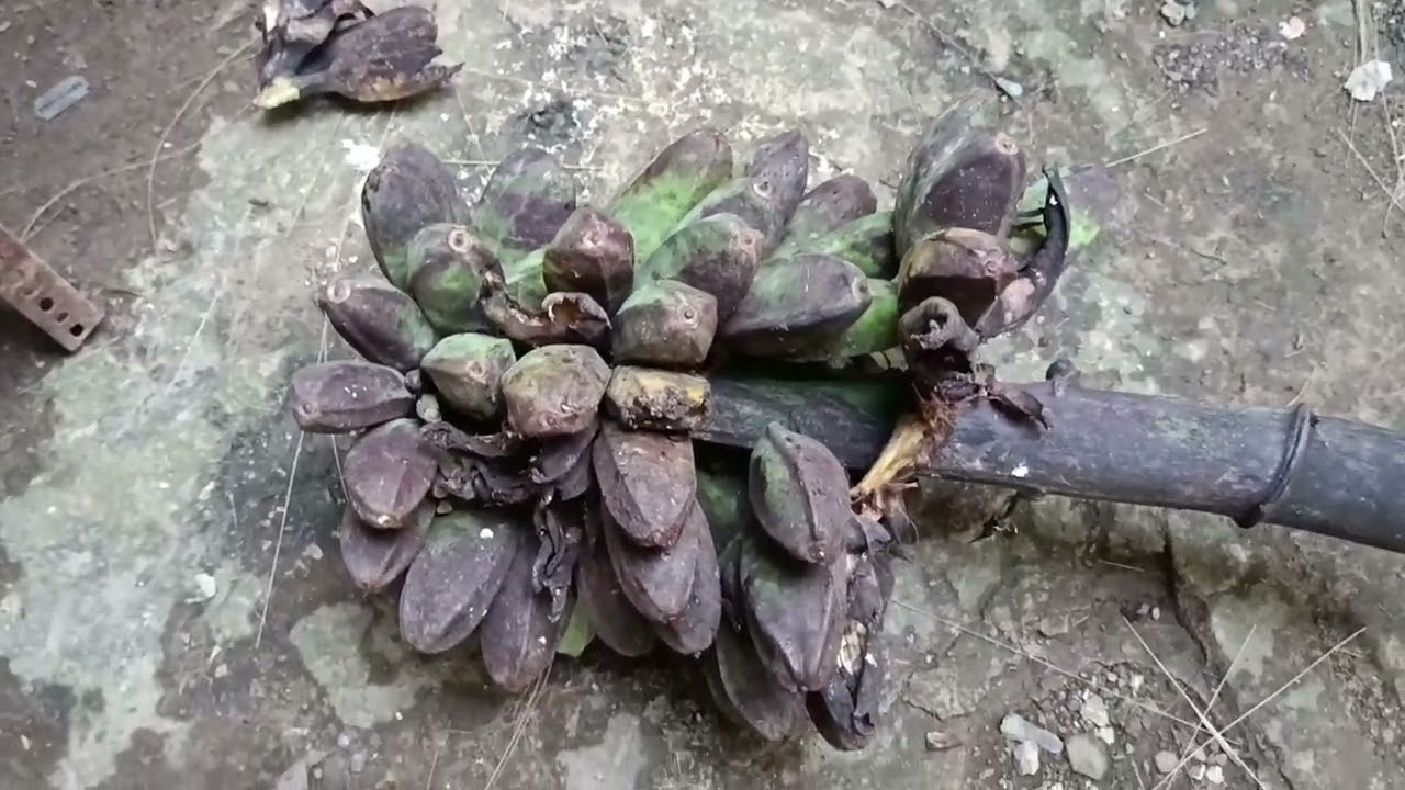 NAGPUTOL NG SAGING // AT NAG SHOUT OUT