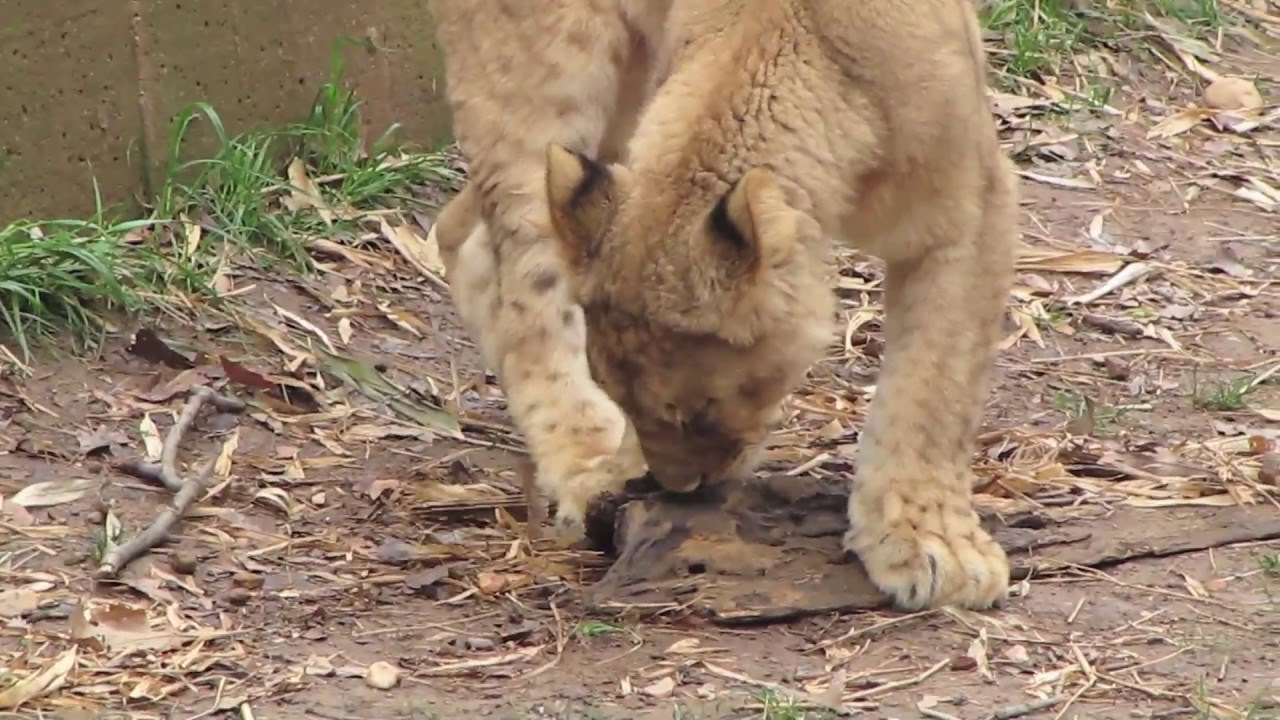 Lion Cubs at the National Zoo April 2011 ( long )