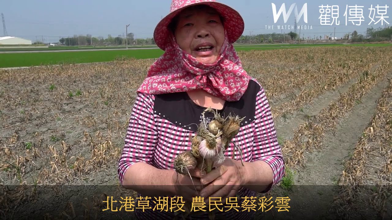 大蒜乾枯萎凋採收泡湯　蒜農血本無歸哀痛不已