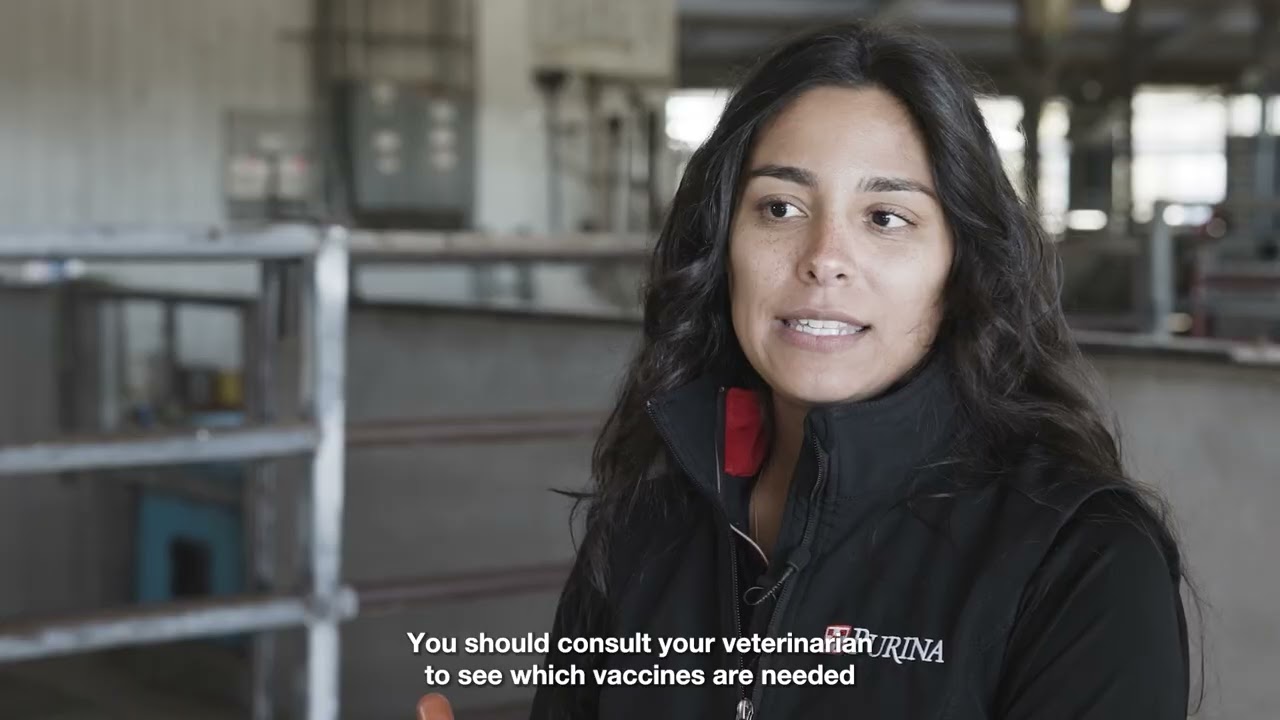 Processing a Newborn Calf (Spanish)
