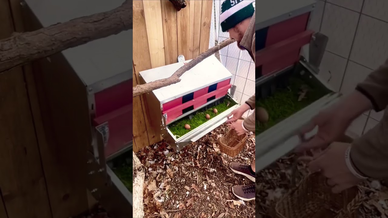 Rollaway nesting box that will give clean chicken eggs every time!