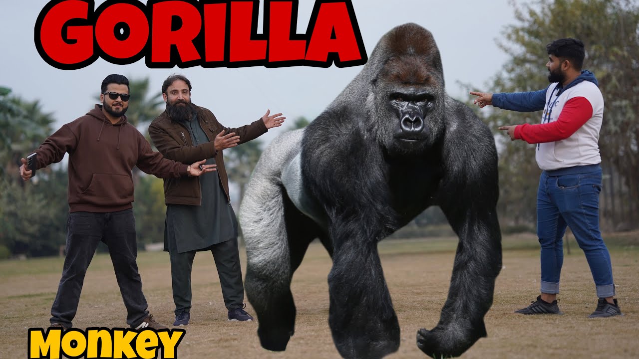 First Time Gorilla In Pakistan 🦍|Faizi wildlife |