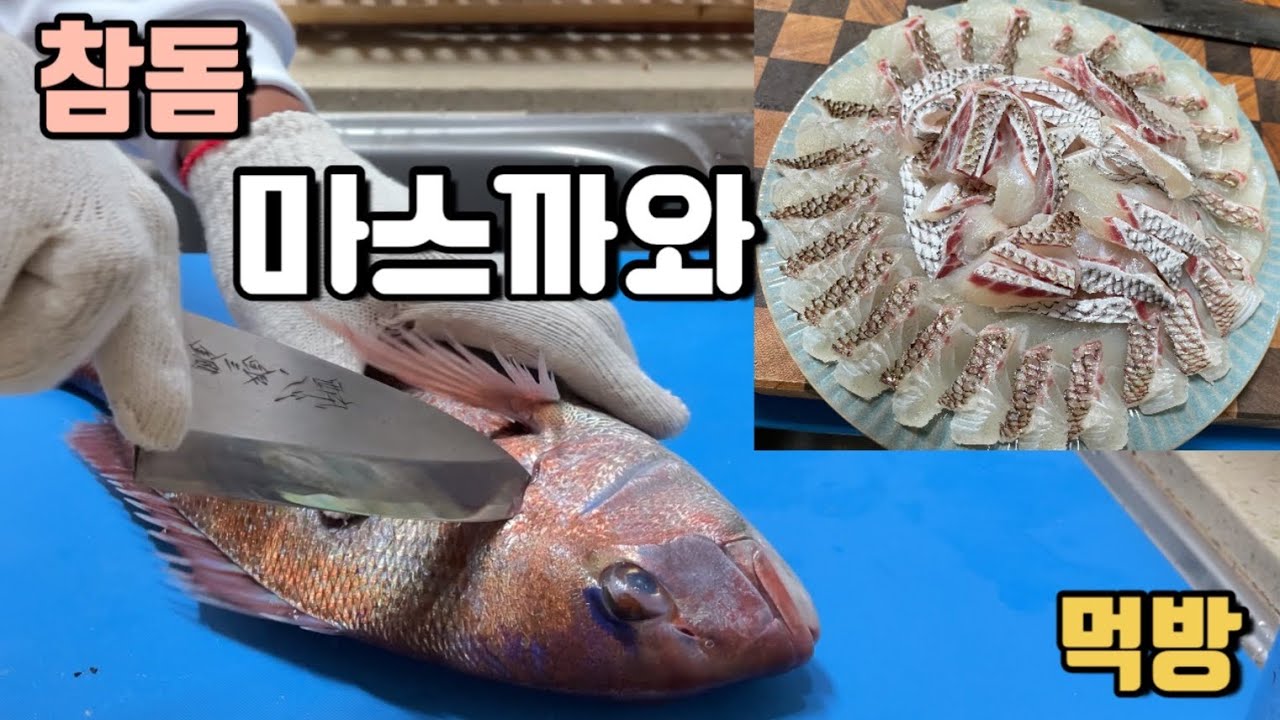 낚시 참돔 회뜨기 (풀버젼) / 참돔 마스까와 회 먹방 !!