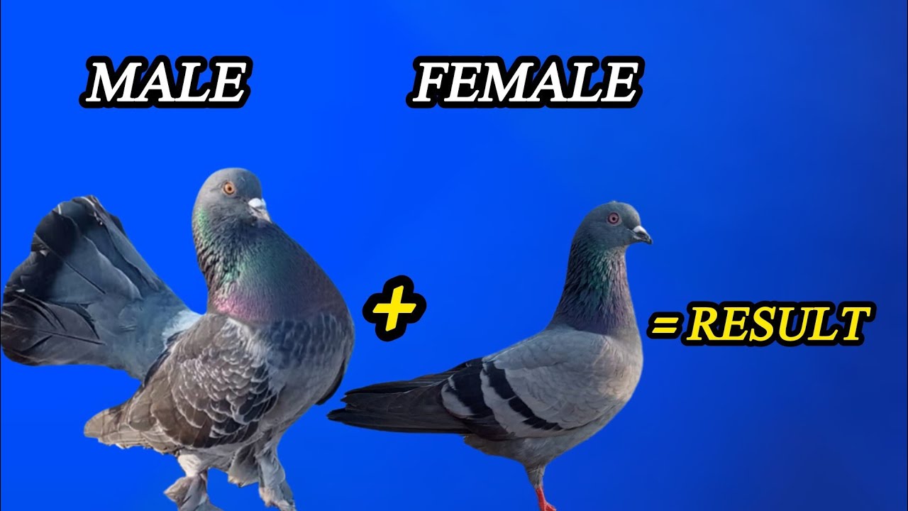 Pigeon breeding cross result | hybrid pigeon breed 
