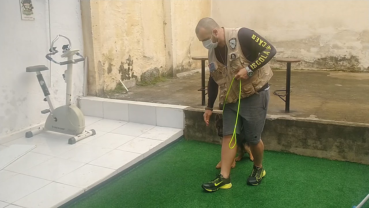 Adestramento inicial cão pastor alemão