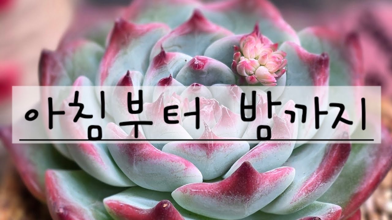 하루종일 다육이랑  수다수다 
