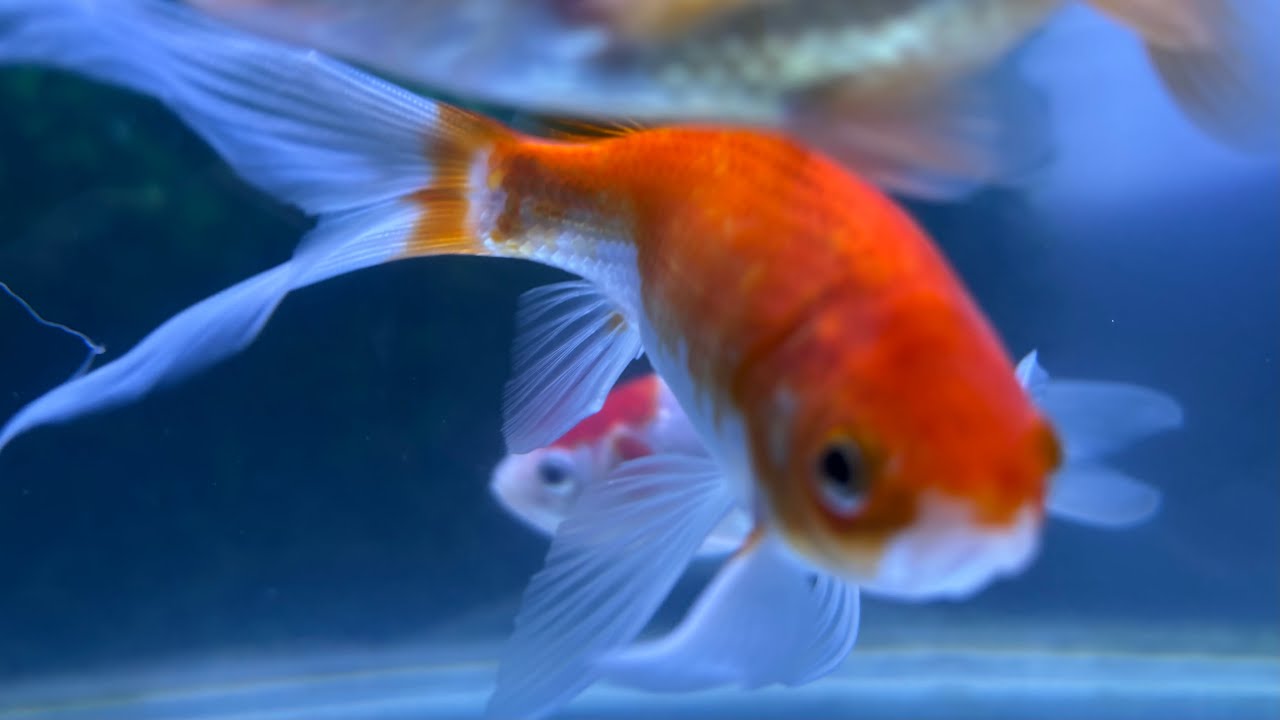ASMR Whispering Waves is live | Beautiful fish aquarium